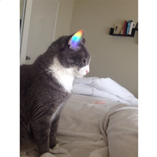 thefaultinourchickennuggets:lezbhonest:awwww-cute:Today I caught the rainbow in my cat’s earall my y