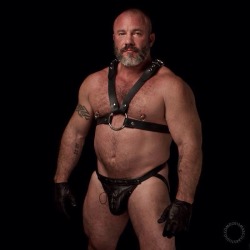 davebear9a:  Harness 