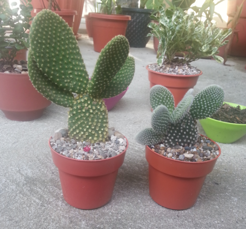 osita-mimi:Cactus orejas de conejo