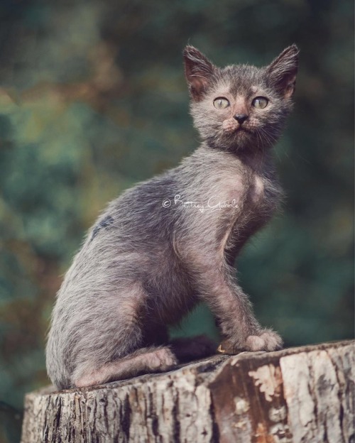 ❤️❤️❤️ #jellybeanofdoom #lykoicat #lykoikitten #Lykoi