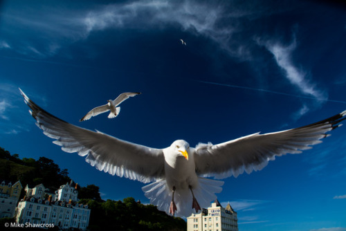 The Gulls 