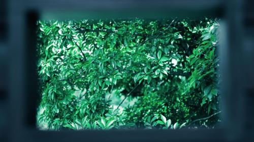 Please Be Healed By The Greenery You See.