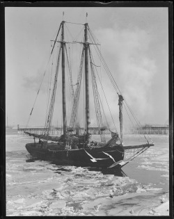 boatporn:  ICE FLOE, NOWHERE TO GO  (by Boston Public Library)