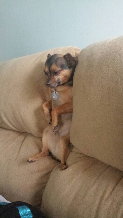 emojustinyoung:emojustinyoung:he keeps getting stuck in the couchthis is my dog brian stuck in