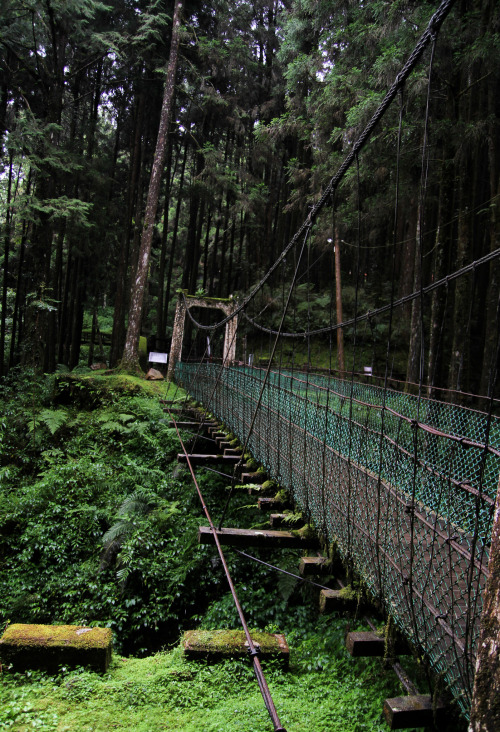 Alishan, TaiwanBy : Eric T