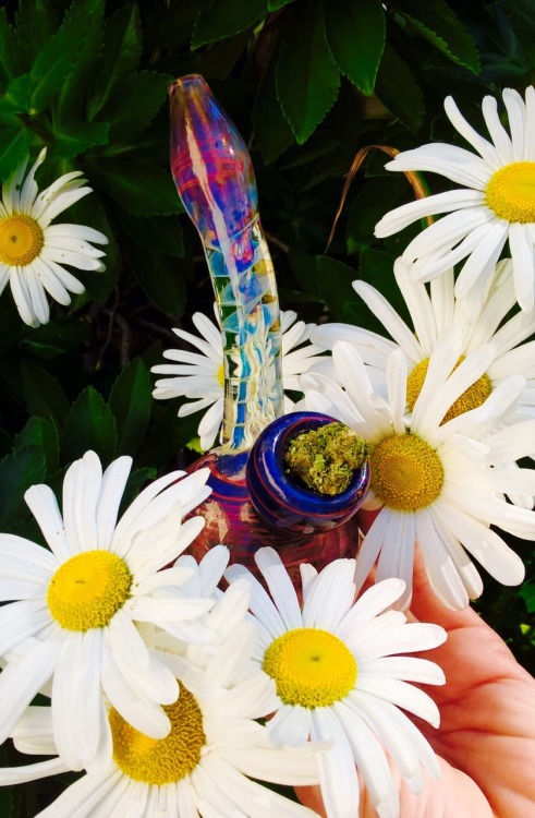 ilovehellokittyandweed:  Beautiful fall afternoon☀️🍁☀️🍁☀️🍁☀️🍁 how could I not have a sesh in the garden 💨🍁💨🍁💨🍁💨  smoking Flower amongst flowers 🌼💨🌼💨🌼💨🌼💨