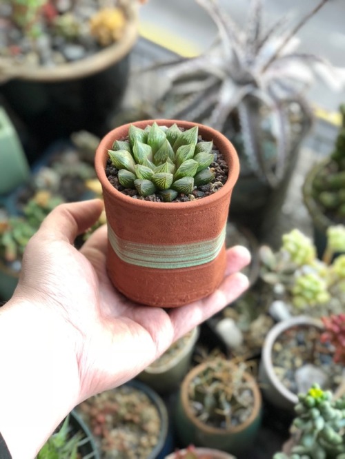 succulentinterrupted: Jim Smith Haworthia hybrid in an unglazed Richard Rowe pot with green rings. U