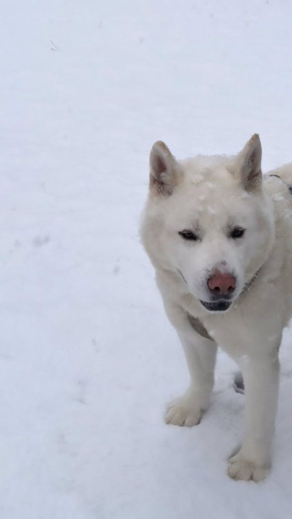 latest photos via ionnalee’s instagram stories. ghost loves the snow. follow instagram.com/ion