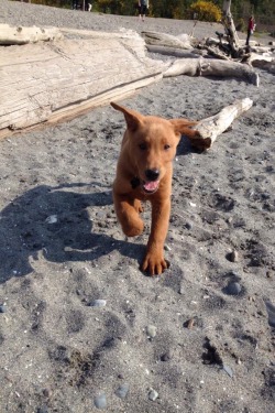 awwww-cute:  First time at the dog beach!