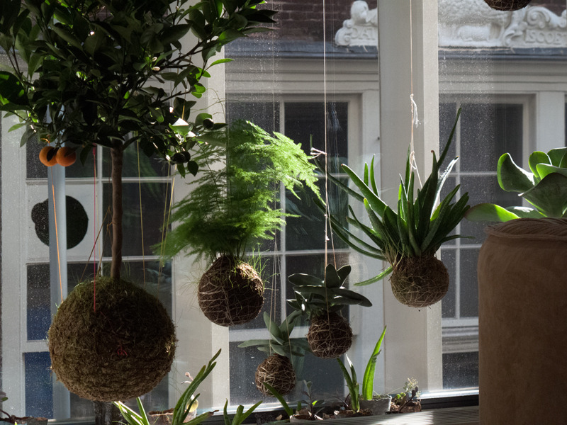 divaneee:  STRING GARDENS