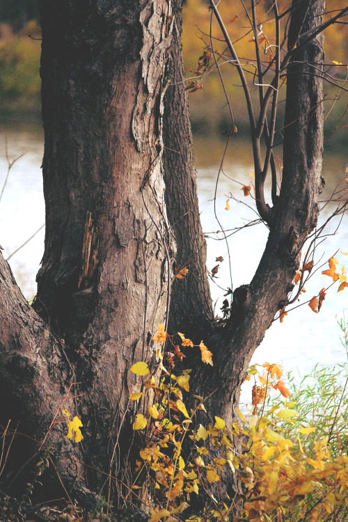 rwannphotos:  More of them trees by the water. 