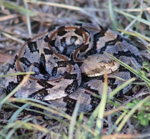 Timber Rattlesnake (Crotalus horridus) #herping #florida #nature #venom #venomous #fieldherping #wil