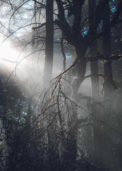 Morning sunlight coming through the trees lighting up a branch full of spiderwebs. Mt Tamalpais SP, 