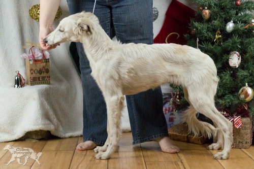 bandizoi: From 3 weeks to 1 year - Happy Birthday, Obie!photos by myself and @silkenagentsofcsbeck