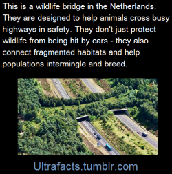 ultrafacts:  Source See more bridges like this from around the
