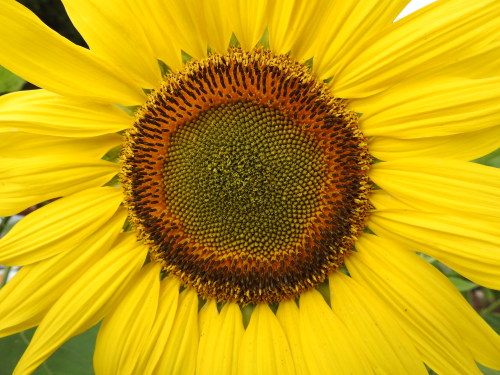 Sunflower time