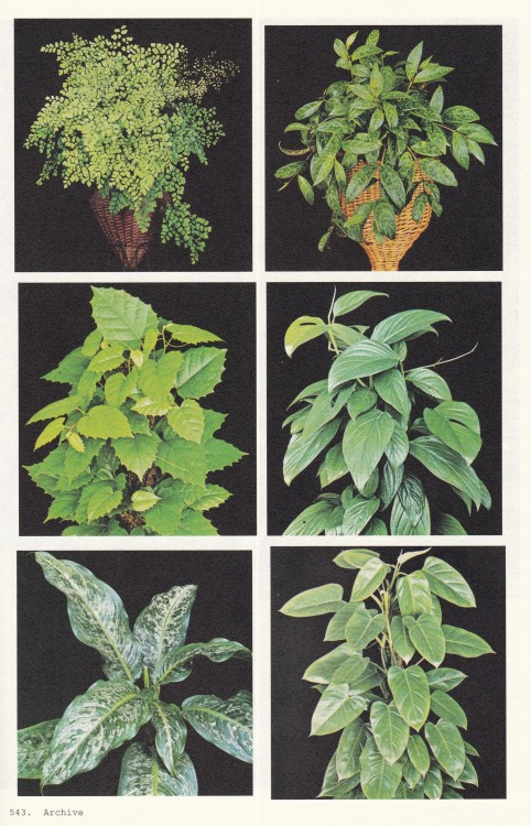 Book of PlantsAnne GeeneUitgeverij de Hef Publishers, Rotterdam 2021, 560 p, ills colour & bw, 1