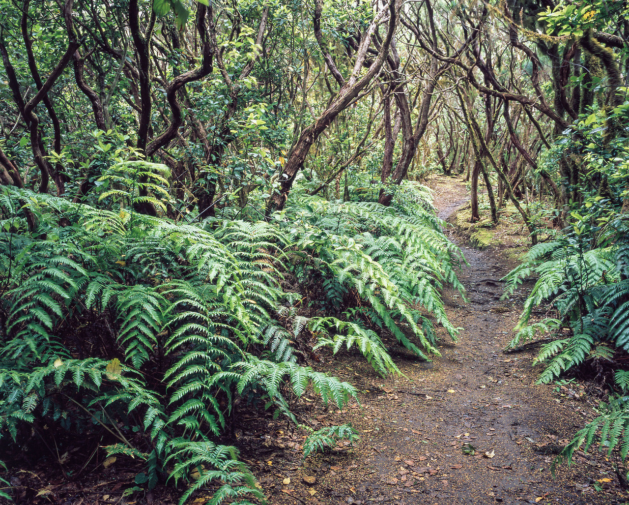 90377:  Path - Anaga by rachel_thecat   