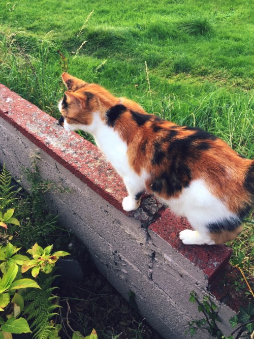 why-luna-sol:My Grandmother’s cat looks like Autumn all year round