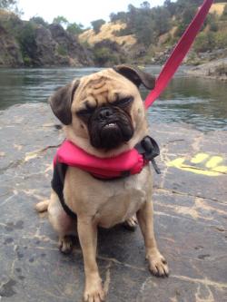 cute-overload:  Mean muggin’ pughttp://cute-overload.tumblr.com