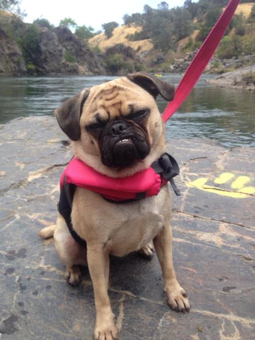 cute-overload:  Mean muggin’ pughttp://cute-overload.tumblr.com 