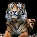 gentlemanly-tiger2 avatar