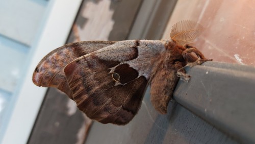 Everyone Look At This LOVELY Polyphemus Moth That Was Waiting For Me When I Got Home!!!!