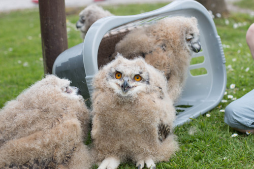 hearthawk:theraptorcage:Eurasian Eagle Owl chicksThe laundry is alive and it is angry.