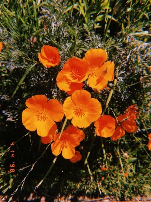 2manyplants: 5.16.18 - I have so many pics of plants on my huji app that I never post and today is a