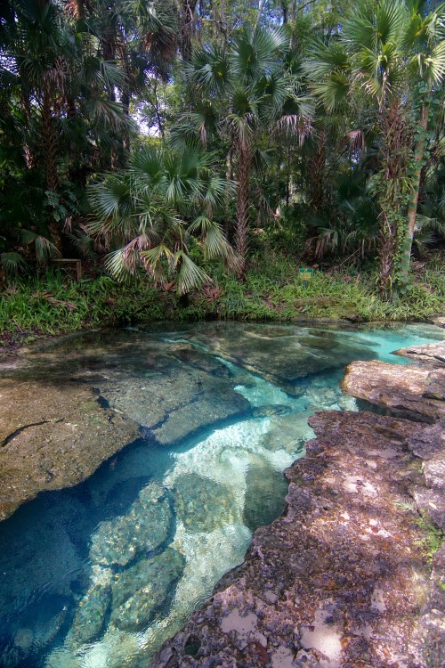 goodcopbearcop: Rock Springs really shows off the beauty of Florida’s Limestone.  Rock Sp