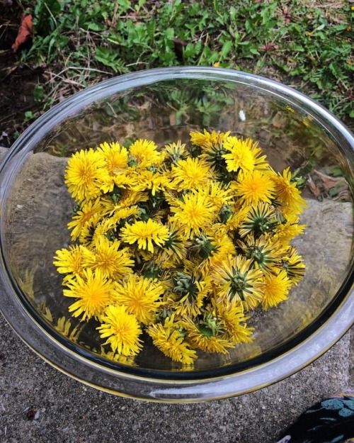 Aries New Moon dandelion haul. Can&rsquo;t wait to fry these lil babies. #dandelions #frieddandelion