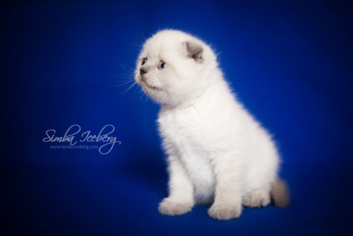simba-iceberg:@mostlycatsmostly Do you remember these cuties? I can not believe that just a month ag