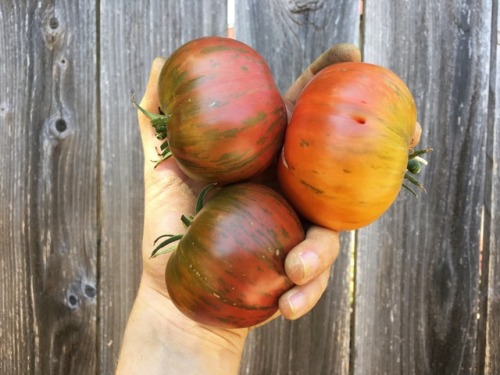 Rainbow tomatoes. 