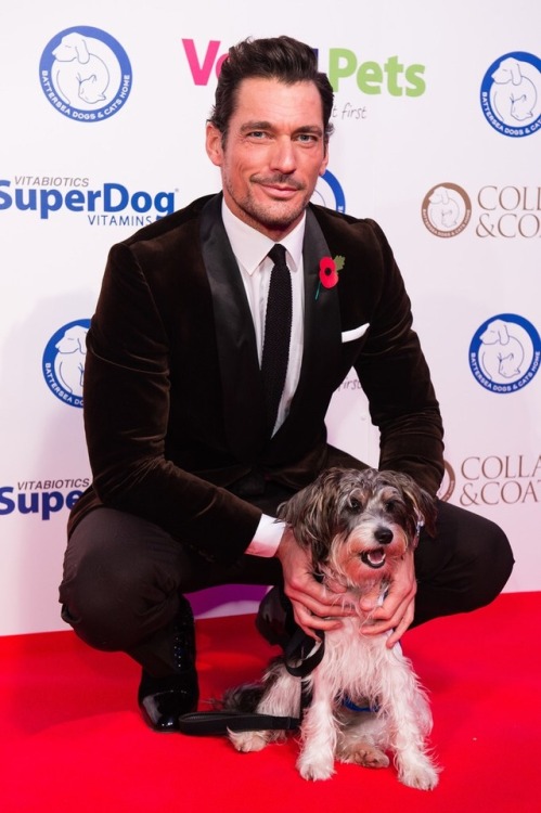 David Gandy and his beautiful pup Dora attend the Battersea Dogs...