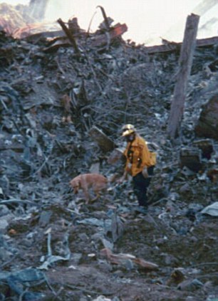 rainbowveins00:  seashellsandpastels:  james-fergo:  chase-me-charlie:  fightingforanimals:  These are some of them, most were golden retrivers and labradors, but also included german shepherds and other breeds. Sadly most are dead now, while many people