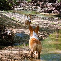 emmathebean:The showdown… #emma #siri #corgi