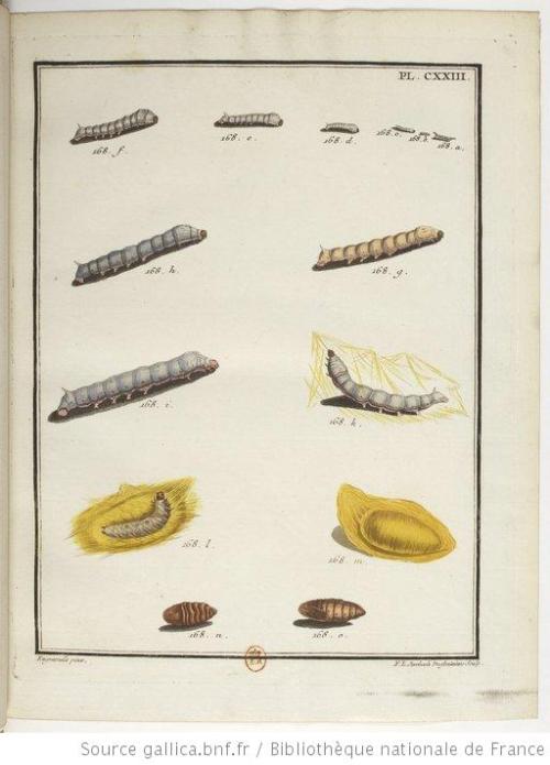 168. chenille du mûrier blanc, ver à soie.  Engramelle, Papillons d’Europe. 1779-1792.