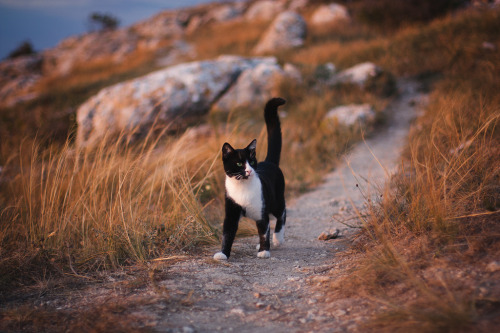 mostlycatsmostly:Fisherman’s cat #3 (by Alexander Lukinsky)Ow