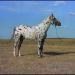 snailtongue:Photograph of horse “Sully Bee,” at O.H. Crew Ranch, 1963. The horse is an Appaloosa, he stands in an open field, and the photograph is taken from the side. via