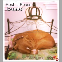 A companion, a best friend, a pet, a bed buddy, a loved one was lost today - Sleep well Buster Brown&hellip; Myself, Cece Buffé and Coop De'Ville will miss you terribly. 