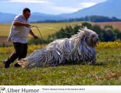 omg-pictures:  This is a Komondor, a traditional