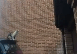 4gifs:  Sail. [video] 