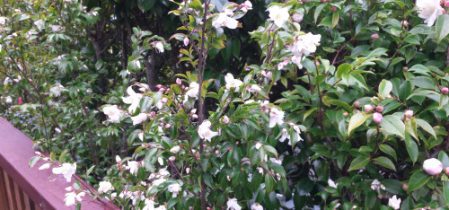 all these beautiful pink flowers have shown up recently (03-08-15)