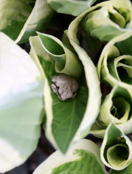 frog hanging out in the hosta leaves &ndash;this guy visited in May 2020, that garden has over 2