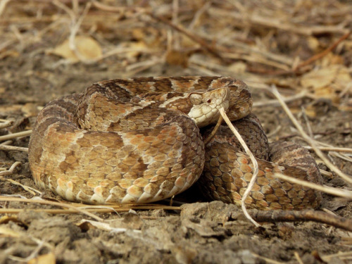 exotic-venom:(Bothrops erythromelas) Caatinga lancehead or the jararaca-da-seca