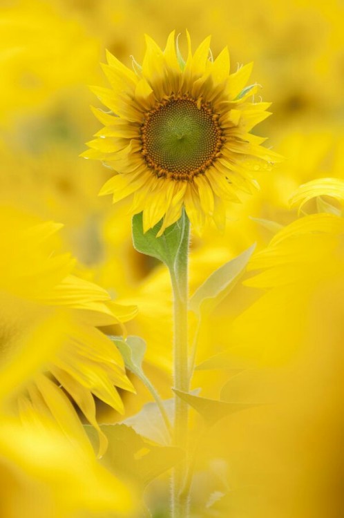 kittysparkles22: wickedlysexy1212: orchidaaorchid:Sunflower by Alessandro Zocchi @xomrsalliej4787xo 