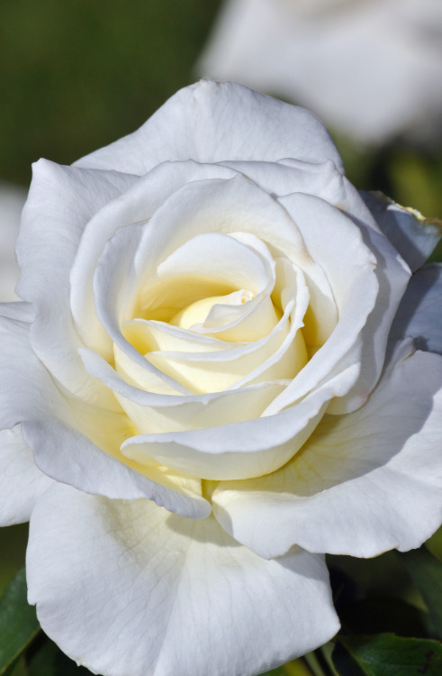 tinnacriss: Single white rose by Eric Perlstrom
