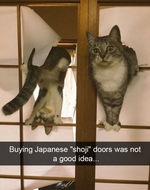 animalsnaps:Animal snaps