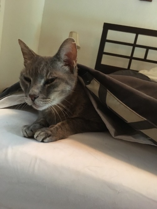 catsuggest:casper suggest: warm..