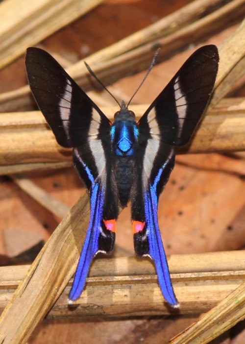 onenicebugperday:Long-tailed metalmark,  Rhetus arcius,  Riodinidae. Found from Mexico down through Central America and into South America.Photos 1-2 by eduardo_axel, 3 by birdernaturalist, 4-5 by diegolobom, 6 by alvarezyopescador, 7 by luiscampos6 